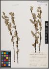 Foto von Salix caprea L.